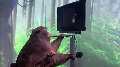 Без джойстика: появилось видео, как обезьяна с чипом в мозге играет в видеоигры