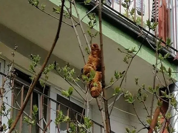 "Страшный зверь" на дереве: круассан два дня держал в страхе жителей дома в Кракове