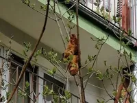 "Страшный зверь" на дереве: круассан два дня держал в страхе жителей дома в Кракове