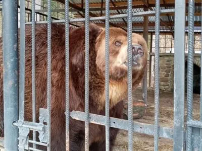 Зооспециалисты: в Украине приюты и реабилитационные центры для животных переполнены