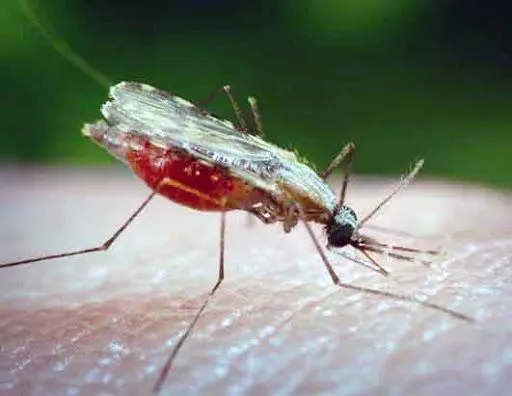 Велика Британія оголосила про успішні випробування вакцини від малярії. Її ефективність становить 77%