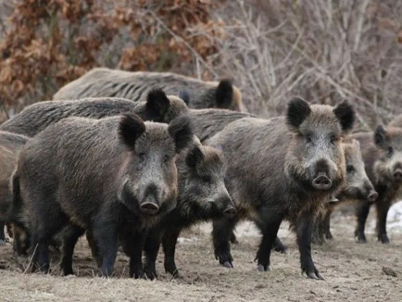 "Дуже страшно, боїмося дітей випускати на двір": в Україні дикі свині нападають на села