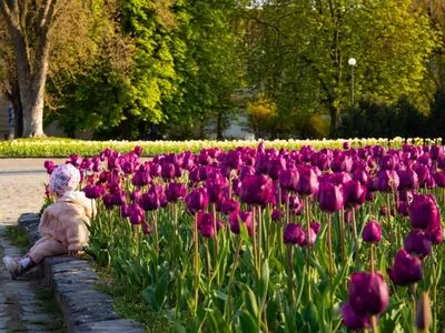 Десятки тысяч тюльпанов расцвели в Ужгороде: яркие фото города