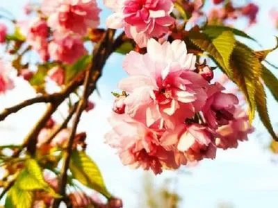 Сезон сакур в Киеве: Instagram изобилует фото с цветущими деревьями
