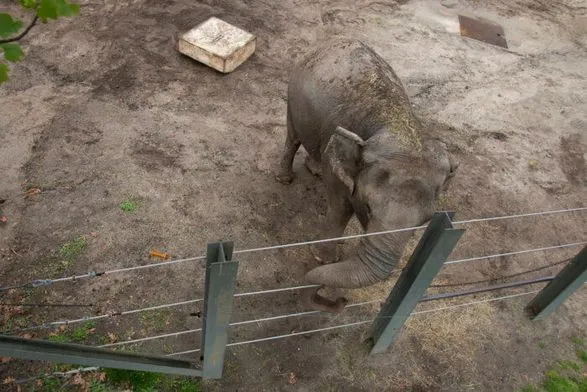 Освободите Хэппи: слониха судится с американским зоопарком из-за принудительного содержания в неволе