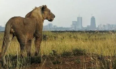 Кения впервые делает национальную перепись диких животных