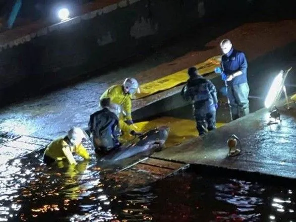 В шлюзе Темзы застрял детеныш кита: всю ночь его пытались освободить спасатели, после чего усыпили
