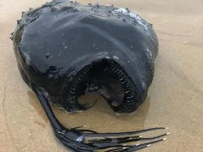 На каліфорнійський пляж у США вимило рідкісну глибоководну рибу