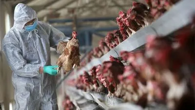 Китайські вчені попереджають, що пташиний грип може викликати ще одну пандемію
