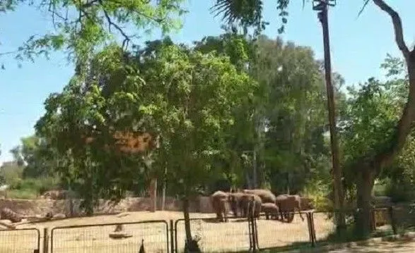 "Защитная стена": как слоны израильского сафари-парка защищали детеныша от ракетной атаки