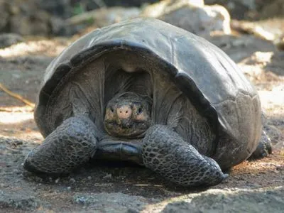 На Галапагосах нашли черепаху из вида, считавшегося вымершим век назад