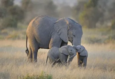 В Кении разъяренная слониха напала на пикап защищая малышей