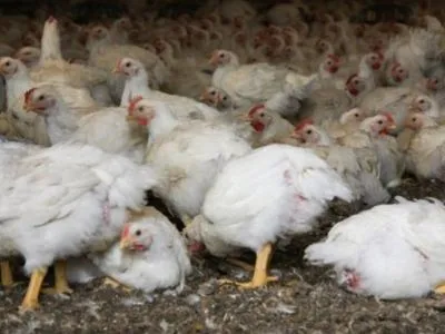 У 2020 році була помічена повільна експансія м'яса птиці на світовому ринку