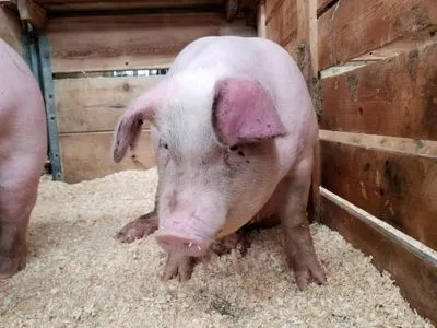 Итальянцы показали жестокое обращение со свиньями на фермах