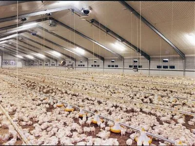 Украина наращивает экспорт и сокращает импорт курятины