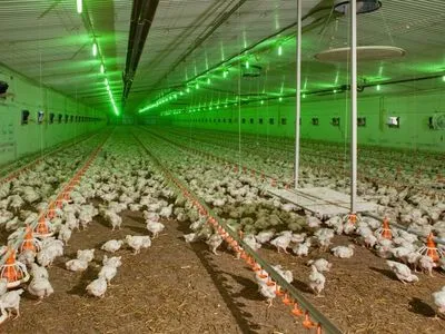 Винницкая область стала лидером по производству мяса птицы