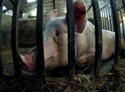 Зоозахисники показали, яким тортурам піддаються свині на фермах