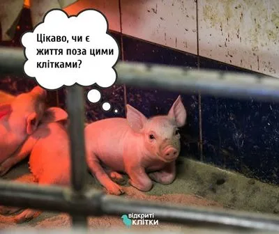 Тренд на жизнь: зоозащитники призывают дать шанс свиньям на другую судьбу