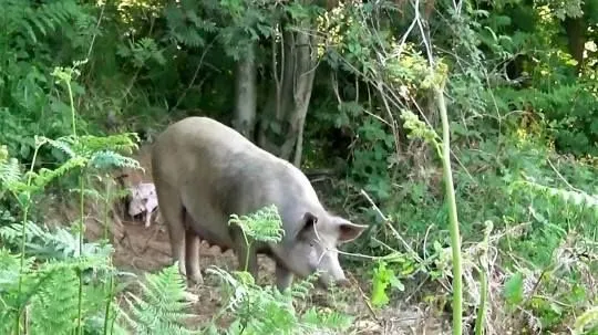 Беременная свинья Матильда сбежала с фермы, чтобы спасти своих детей