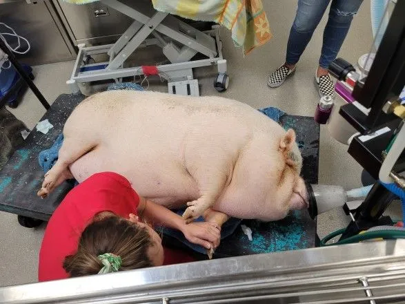 Товсту свиню викинули і залишили помирати в долині Лас-Вегаса