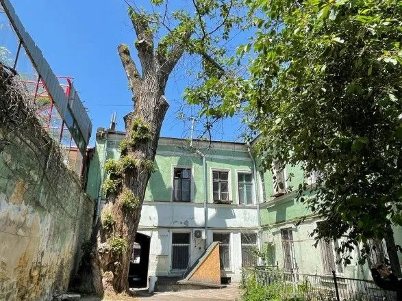 Варварська "обрізка" легендарної пушкінської тополі в Одесі призвела до арешту майна фірми