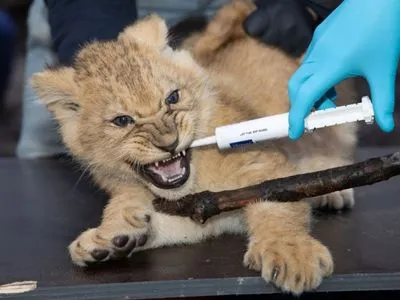 Оклендский зоопарк США вакцинирует животных