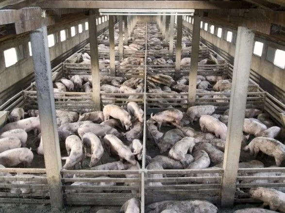 Газові камери і купірування хвостів без анестезії: яким тортурам піддаються свині на промислових фермах