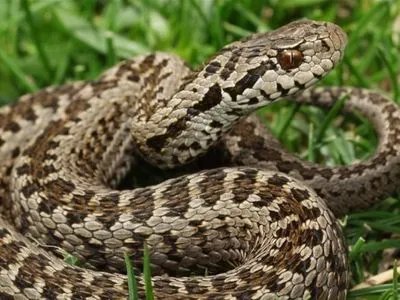 В Украине за полгода от укусов змей пострадали 30 человек