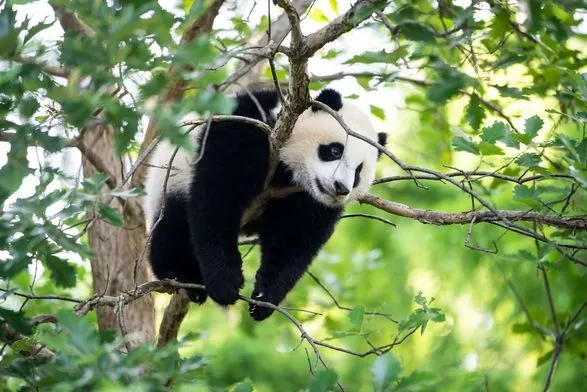 У Китаї заявили, що великі панди більше не класифікуються як ті, що знаходяться під загрозою зникнення