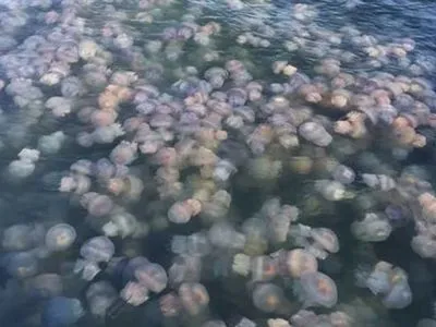 Нашестя медуз на Бердянськ: мер закликав жителів міста змиритися