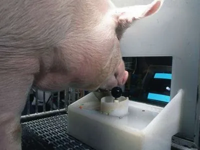 Вчених приголомшили розумові здібності свиней: вони вміють грати у відеоігри