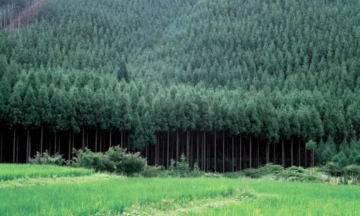Рада зробила крок до передачі Кабміну права погоджувати зміну цільового призначення лісів