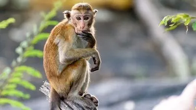 В Китае в результате заражения вирусом обезьяны умер человек