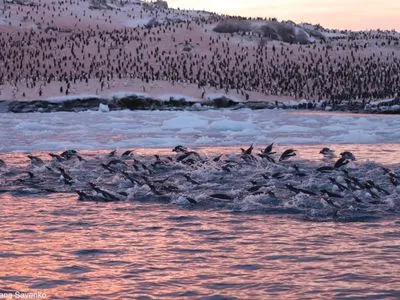 Возле украинской станции "Академик Вернадский" зафиксировали рекордное скопление пингвинов
