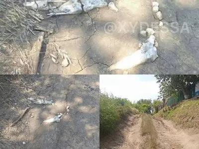 Человеческие останки обнаружились на размытой ливнем дороге в Одесской области
