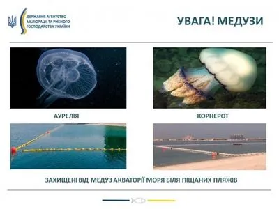 В Азовском море значительно больше медуз