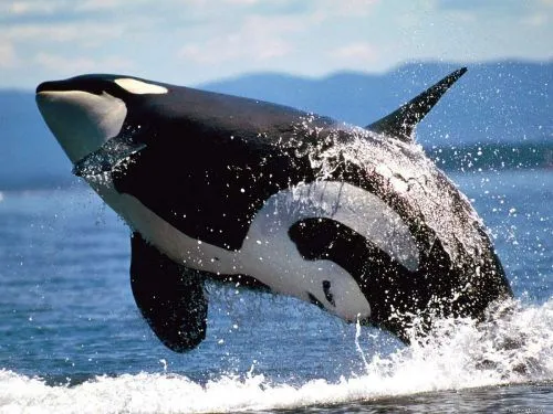 23 липня: Всесвітній день китів і дельфінів