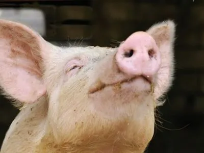 Свиньи и люди имеют больше генетических сходств, чем считалось ранее