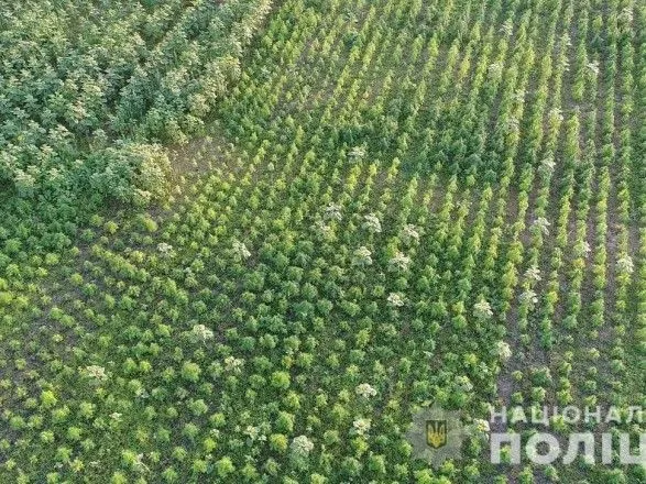 В Херсонской области обнаружили рекордный посев конопли стоимостью более 300 мле гривен