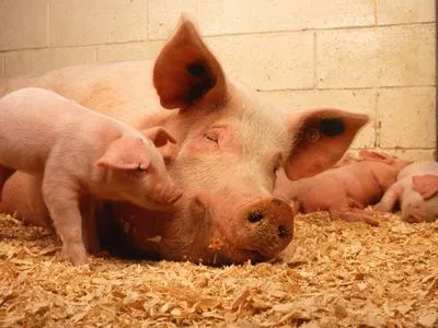 Жахи в Іспанії: свині-матері змушені дивитися, як їхні діти вмирають в агонії