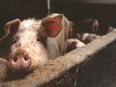 Трупы свиней нашли на свалке в Кировоградской области