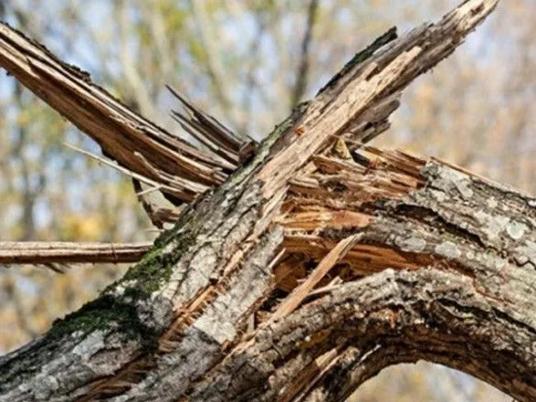 Во Львове из-за урагана упало дерево: погибли два человека