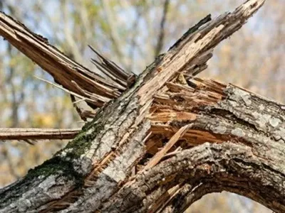 У Львові через буревій впало дерево: загинуло двоє осіб