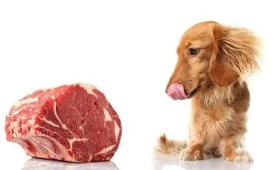 Ветеринар розповів, чому не варто годувати собак свининою