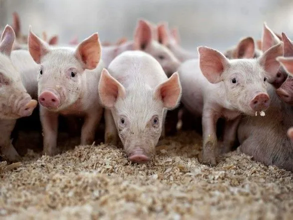 На Херсонщині зафіксували спалах африканської чуми свиней