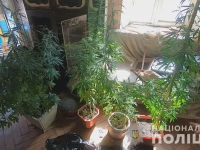 Конопляную "ферму" и склад наркотиков обнаружили в квартире в центре Одессы