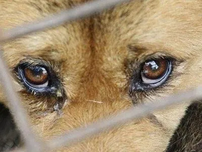 В Украине усилят борьбу с жестоким обращением с животными: Зеленский подписал закон
