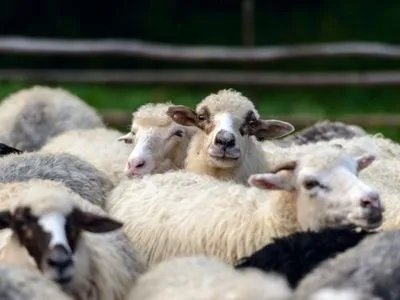 Блискавка вбила понад півтисячі овець на півдні Грузії