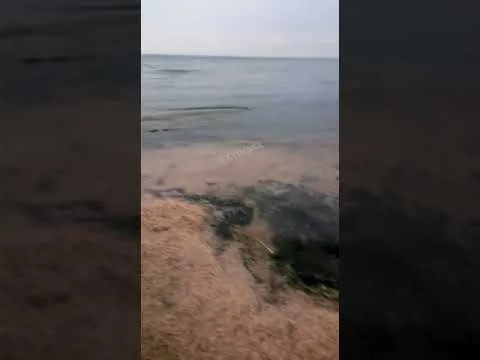 Массовый мор рыбы зафиксирован под Одессой