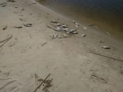 У Дніпрі виявили заражену рибу